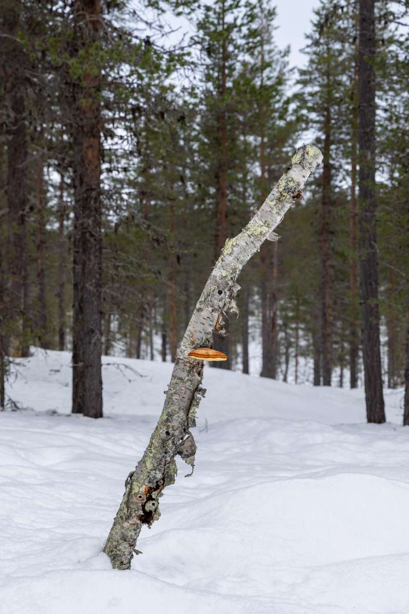 Lapland 2