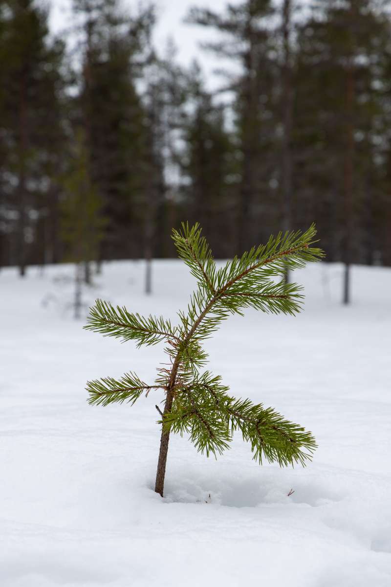 Lapland 3