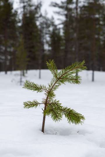 Lapland 3